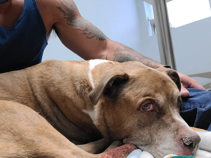 Bayport Veterinary Hospital Picture 8