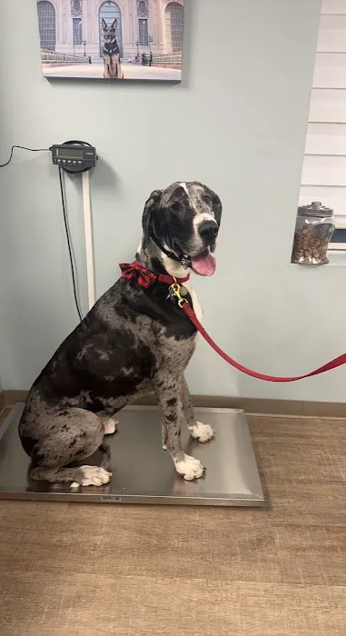 Bayport Veterinary Hospital Picture 10