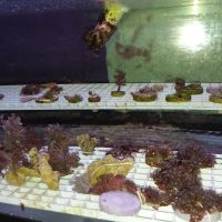 Waterbury Aquarium ico