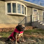 Sachem Animal Hospital