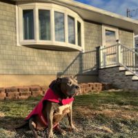 Sachem Animal Hospital ico