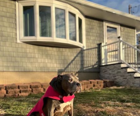 Sachem Animal Hospital