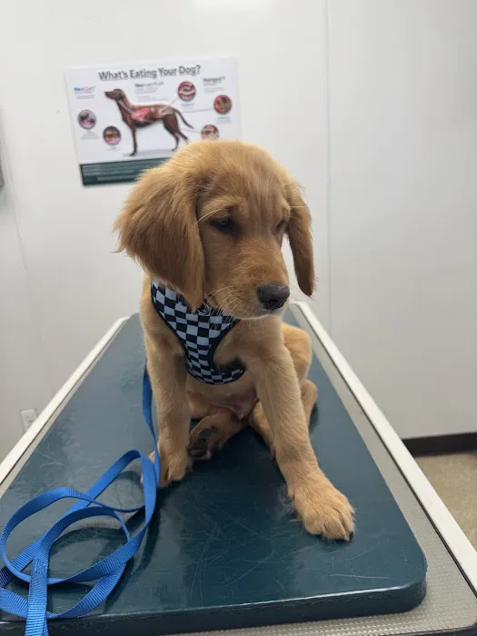 Sachem Animal Hospital Picture 5