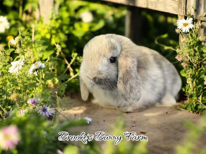 Brooke's Bunny Farm Picture 7