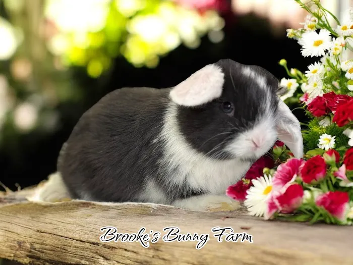 Brooke's Bunny Farm Picture 5