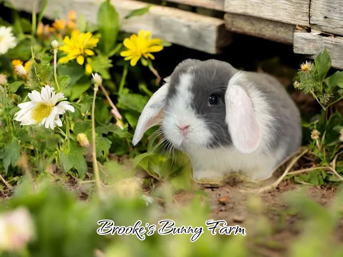 Brooke's Bunny Farm Picture 4