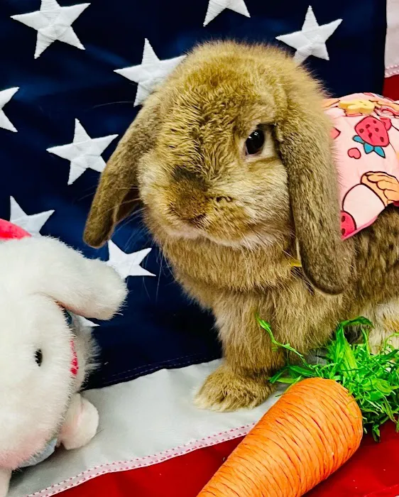 Brooke's Bunny Farm Picture 6