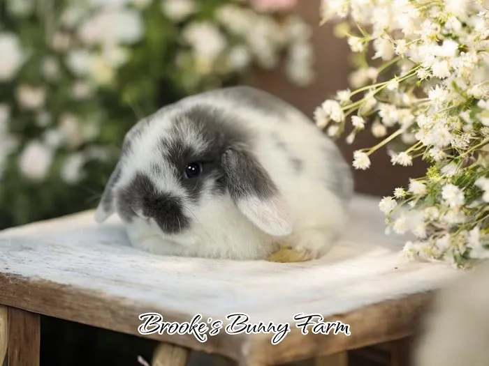 Brooke's Bunny Farm Picture 9