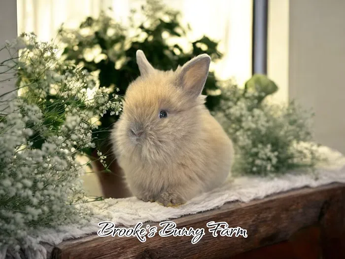 Brooke's Bunny Farm Picture 10