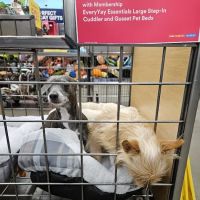 Petco ico