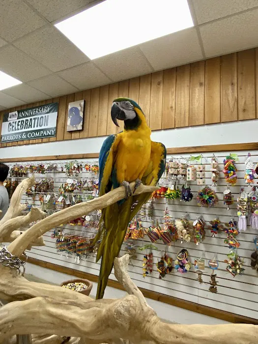 Parrots & Company Picture 3