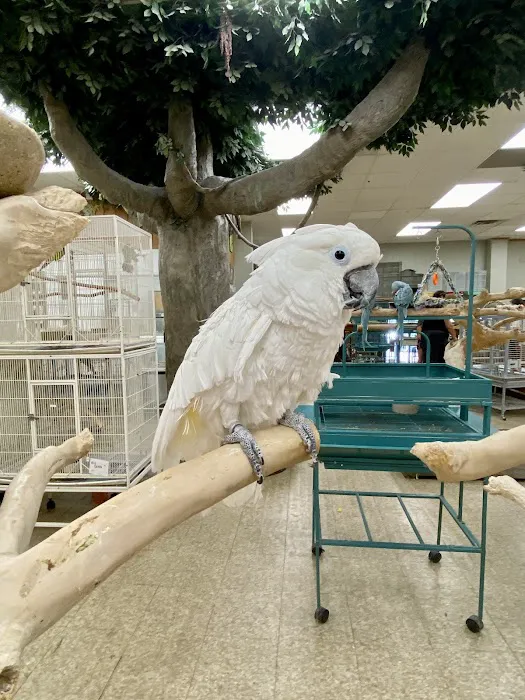 Parrots & Company Picture 2