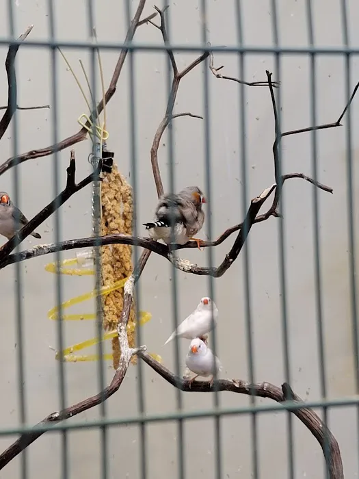 Parrots & Company Picture 8