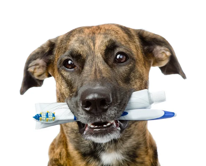 Mineola Animal Hospital Picture 6