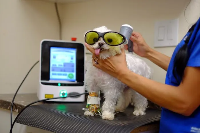 Mineola Animal Hospital Picture 7