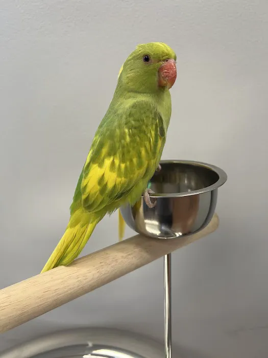 Colors Of Birds Picture 6