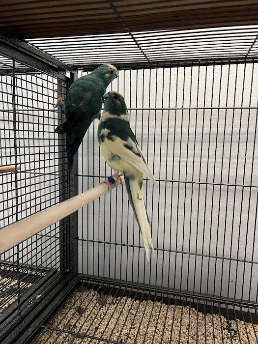 Colors Of Birds Picture 9