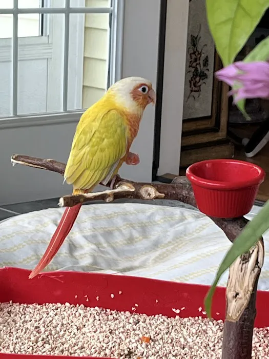 Colors Of Birds Picture 8