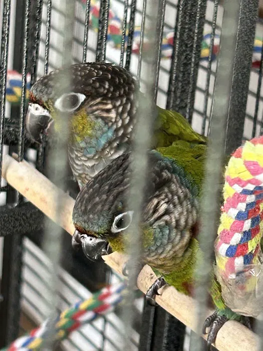 Colors Of Birds Picture 7