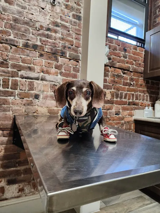 Williston Park Animal Hospital - Rehab & Acupuncture Picture 4
