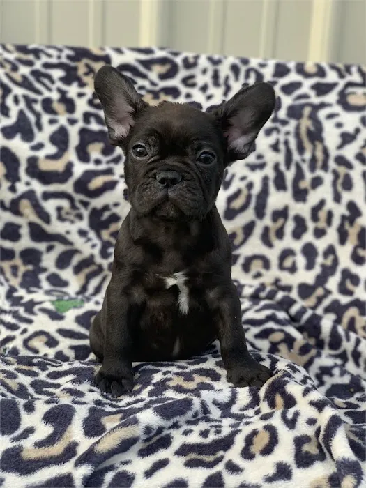 Connecticut Puppies For Sale Picture 3