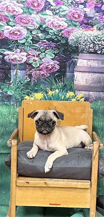 Connecticut Puppies For Sale Picture 1