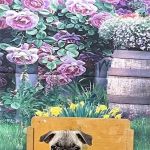Connecticut Puppies For Sale