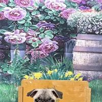 Connecticut Puppies For Sale ico