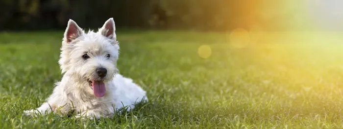 Connecticut Puppies For Sale Picture 2