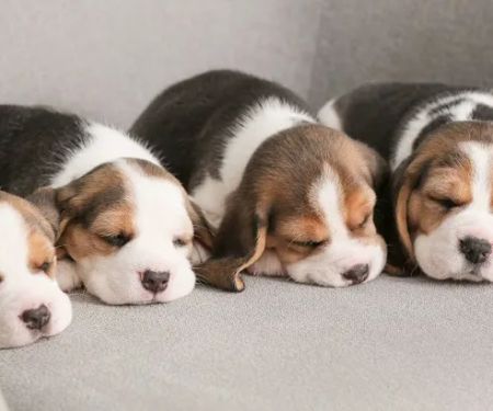 Connecticut Puppies and Kittens