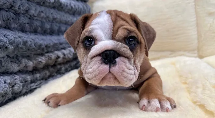 Connecticut Puppies and Kittens Picture 6