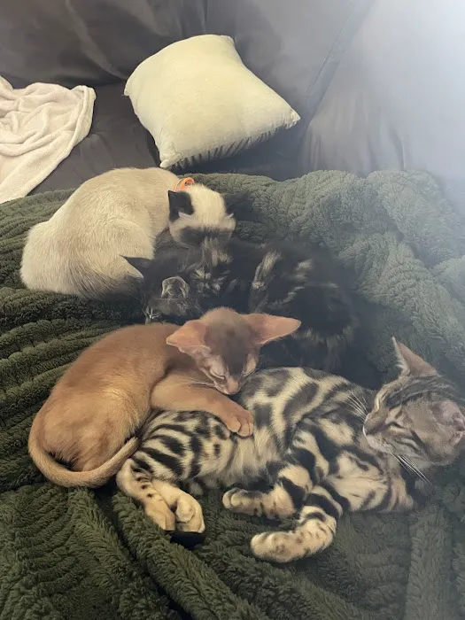 Connecticut Puppies and Kittens Picture 7
