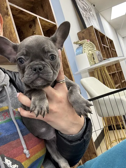 Connecticut Puppies and Kittens Picture 10