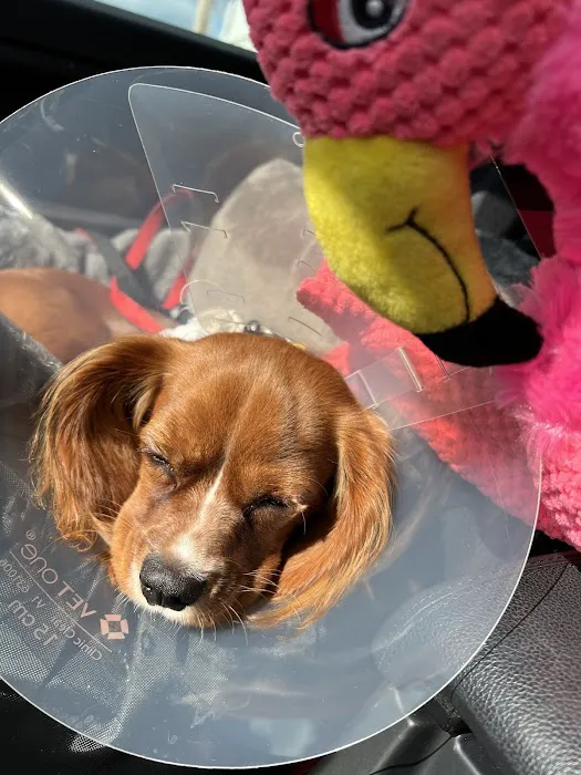 Halo Veterinary Hospital Picture 6