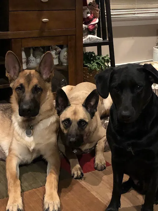 Halo Veterinary Hospital Picture 5