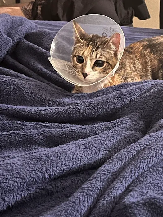 Halo Veterinary Hospital Picture 10