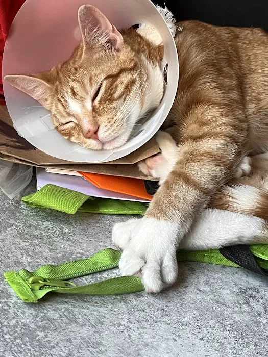 Halo Veterinary Hospital Picture 9