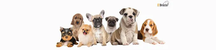 CT Breeder Picture 3