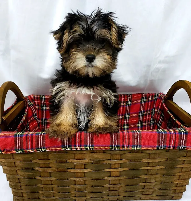 CT Breeder Picture 5