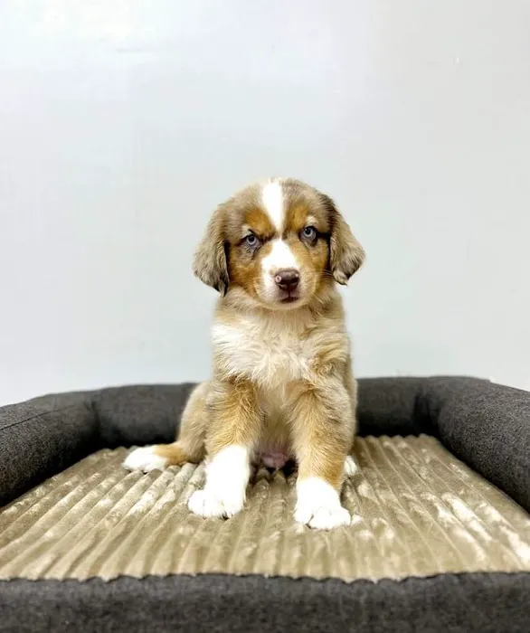CT Breeder Picture 6