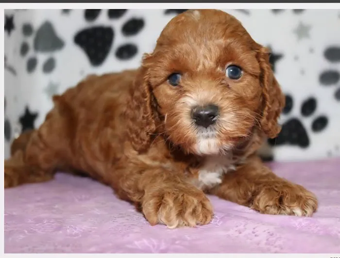 CT Breeder Picture 4