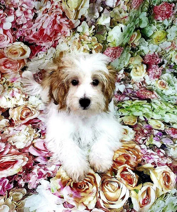 CT Breeder Picture 8