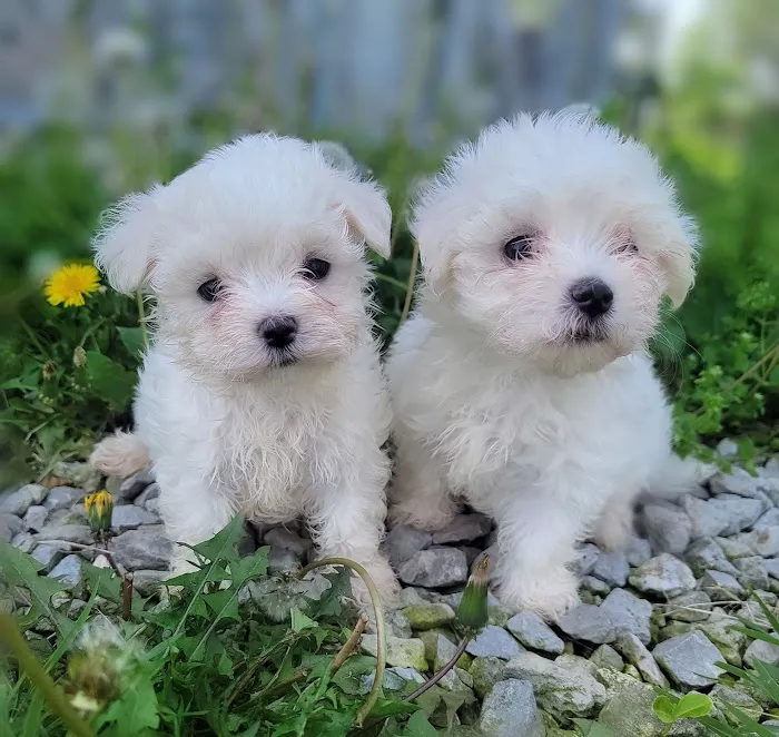 CT Breeder Picture 9