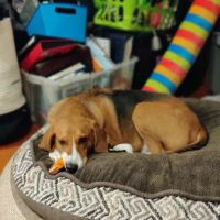 Vetco Vaccination Clinic ico