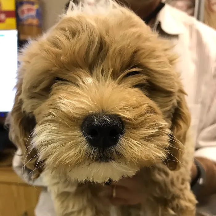 Banfield Pet Hospital Picture 10