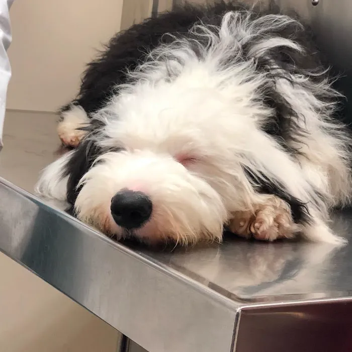 Oyster Bay Animal Hospital Picture 3