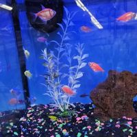 Petco ico