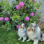 Station Plaza Veterinary Group