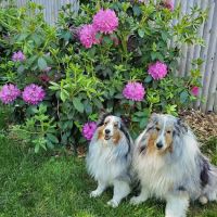 Station Plaza Veterinary Group ico