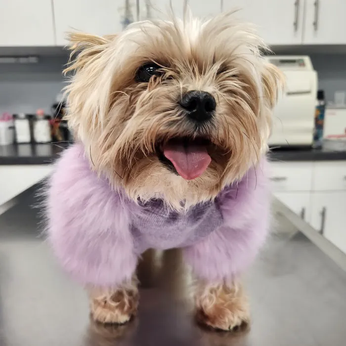 Huntington Village Animal Hospital Picture 4